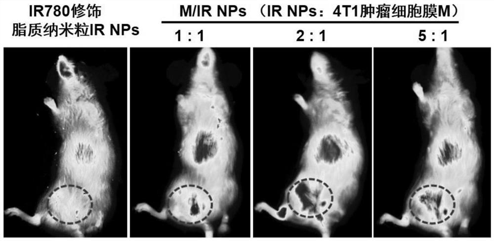 NIR response type biomimetic membrane nano vesicle as well as construction method and application thereof