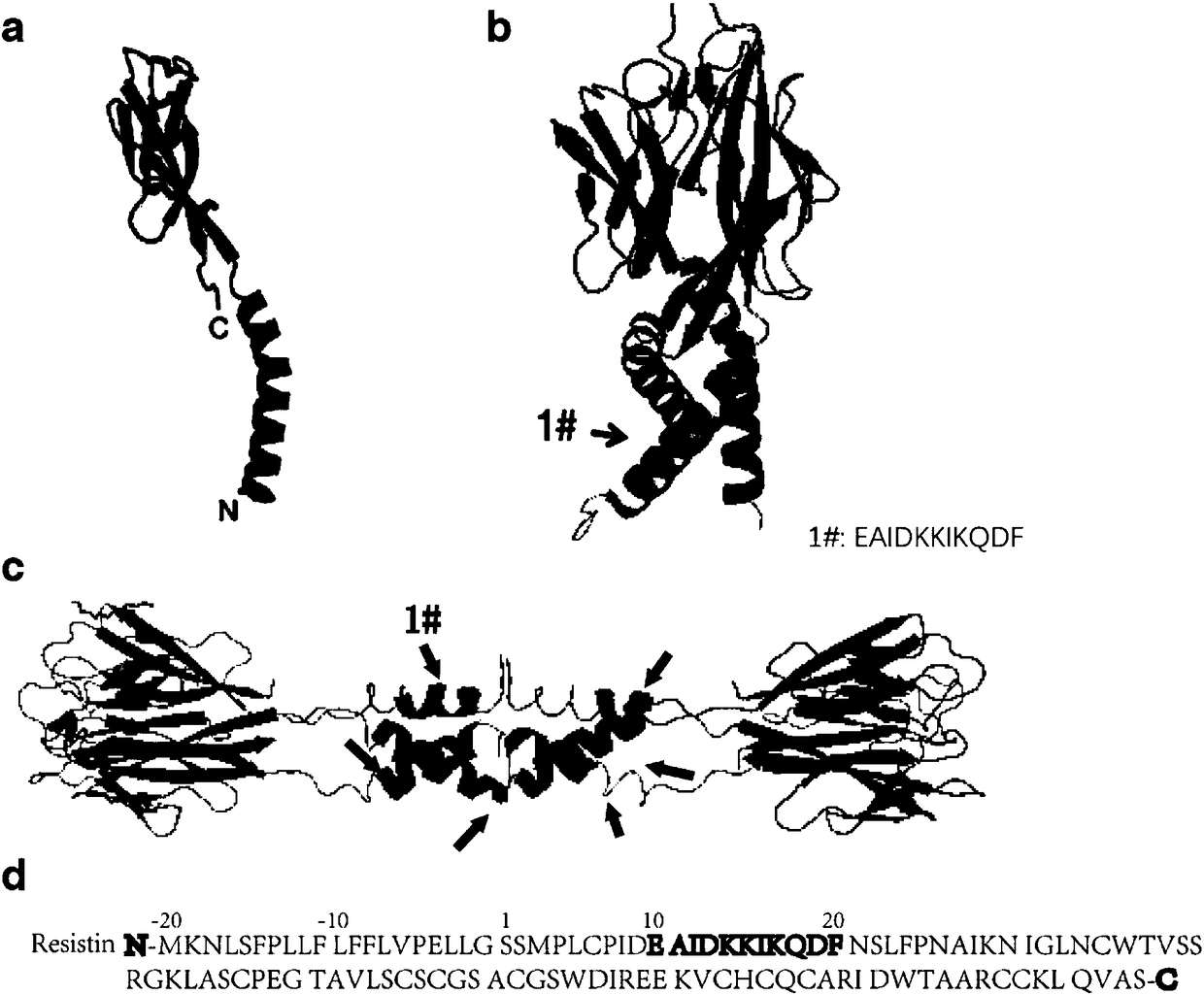 Resistin polypeptide vaccine and application thereof to treatment of mammary cancer