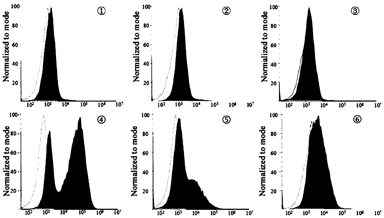 A method for the isolation and bionic culture of pericytes in tumor tissue