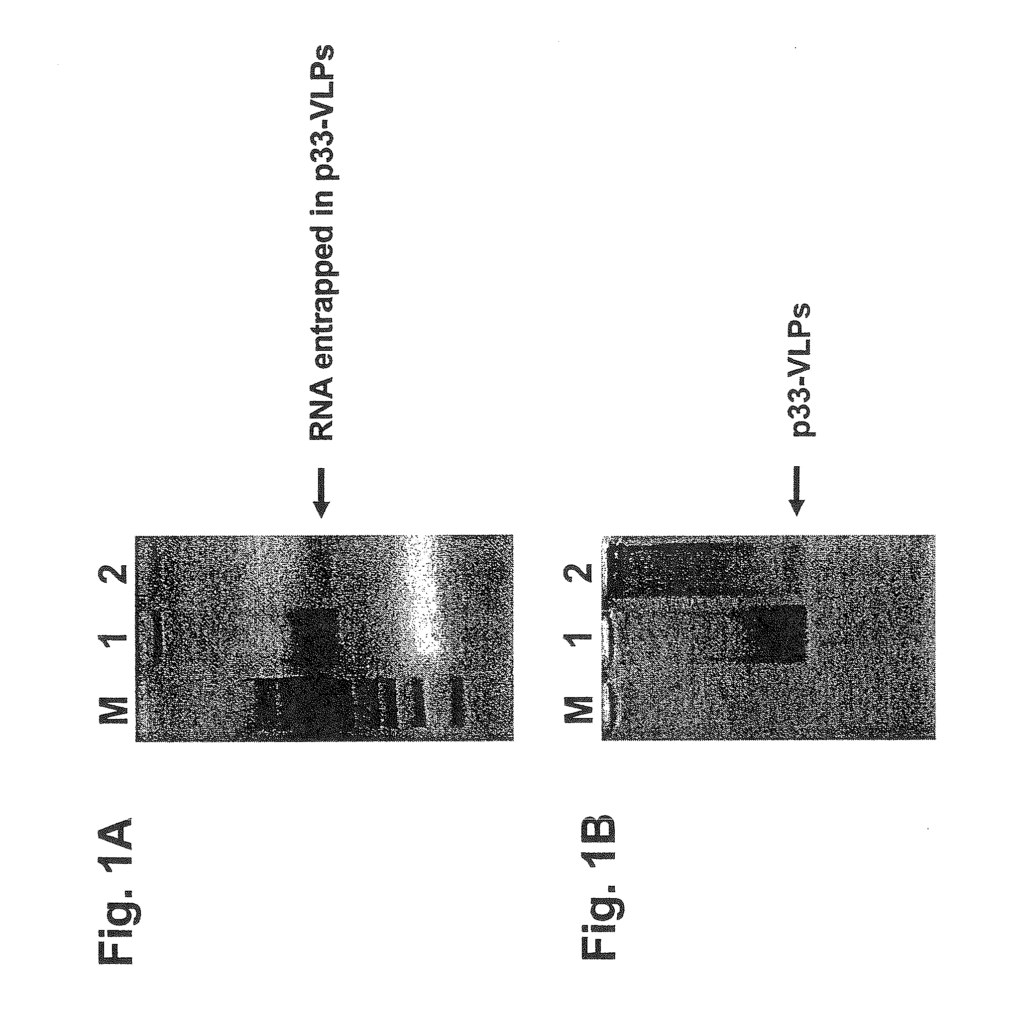 Packaged virus-like particles for use as adjuvants:  method of preparation and use