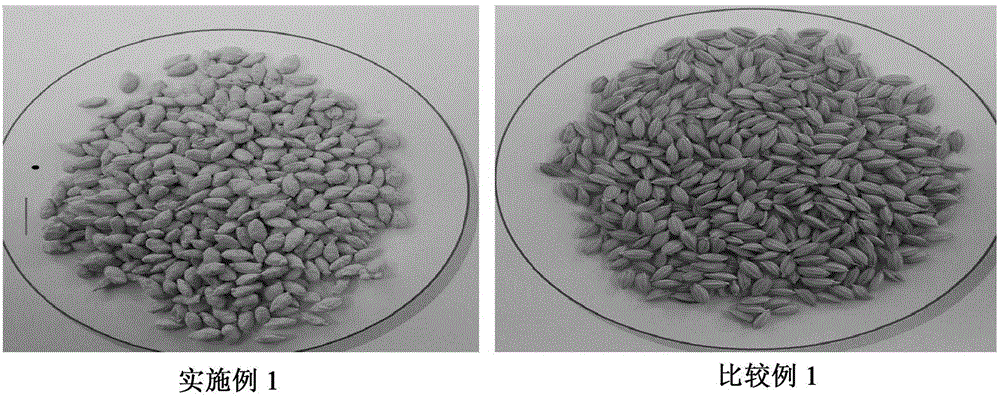 Coated seed manufacturing method and coated seed prepared by coated seed manufacturing method