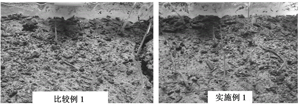 Coated seed manufacturing method and coated seed prepared by coated seed manufacturing method