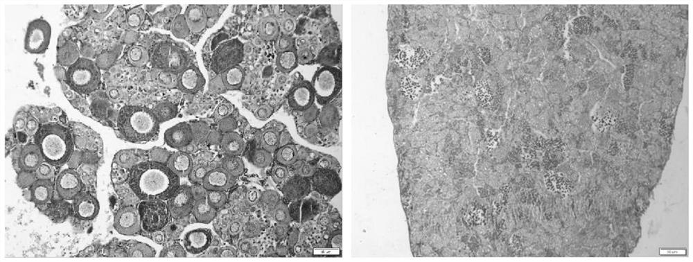 Method for cultivating pseudo male gynogenetic megalobrama amblycephala at high temperature