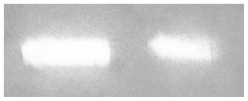 Vapor pressure assisted preparation method of copper-based halide material and product and application thereof