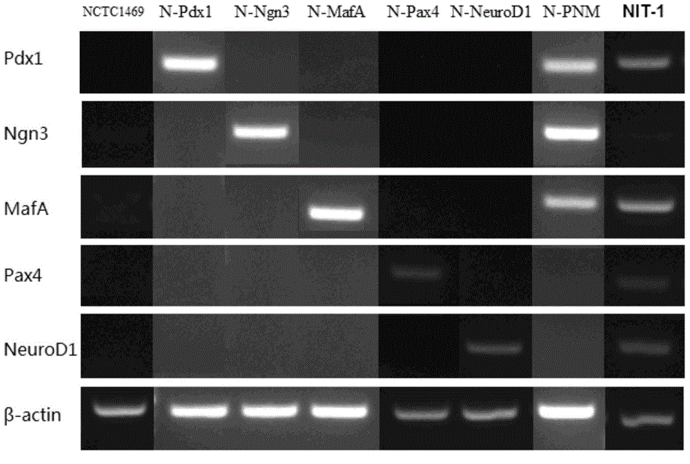 Method for directly reprogramming mouse hepatocyte into islet beta cell, and application thereof