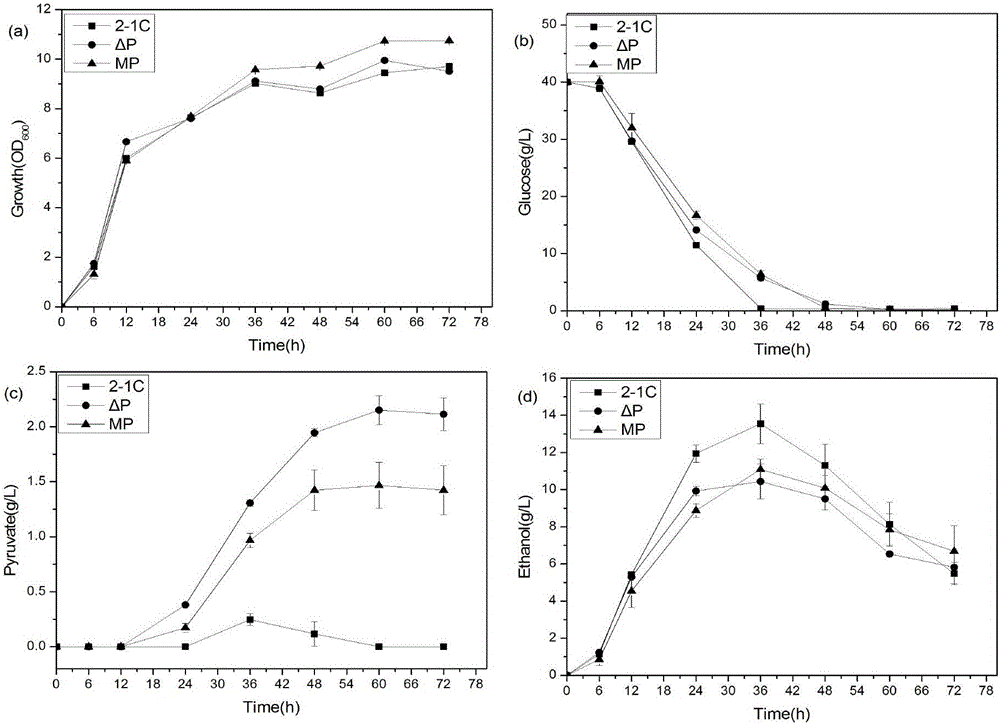 Saccharomyces cerevisiae gene engineering bacteria for producing succinic acid and application thereof