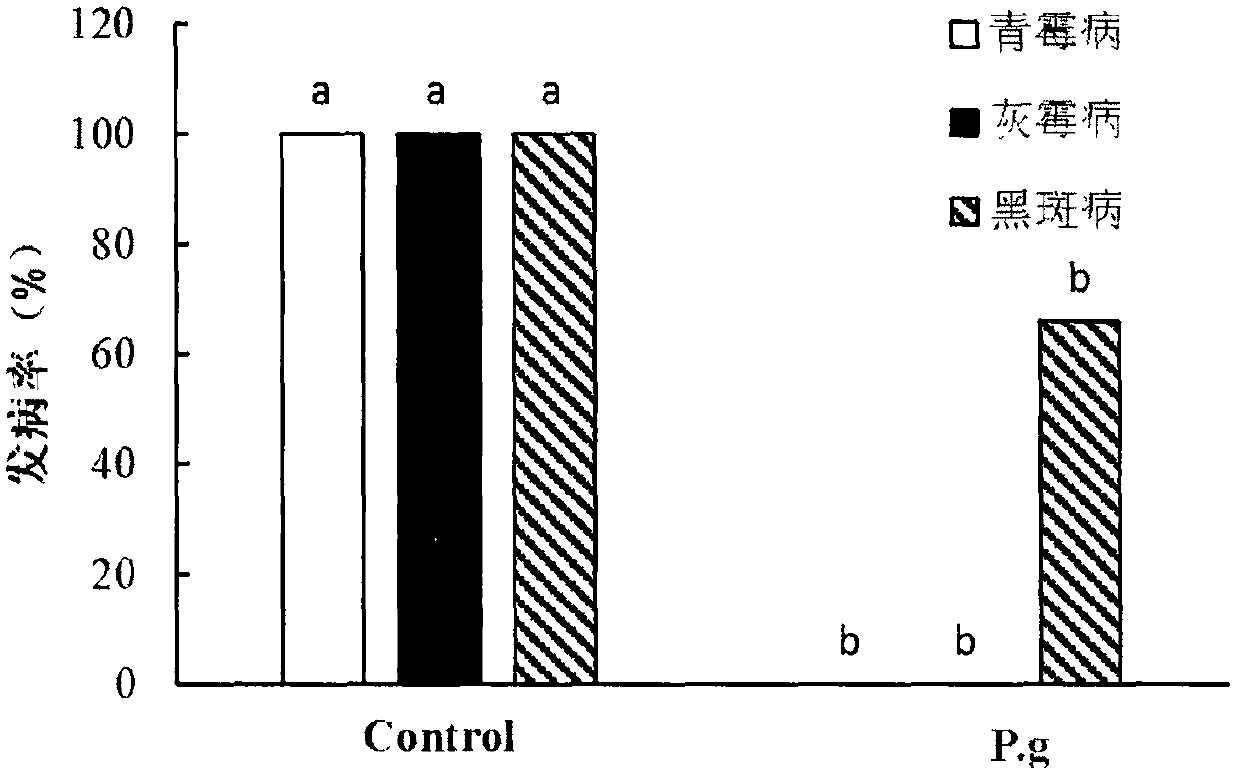 Antagonistic yeast Pichia galeiformis as well as preparation and application method thereof