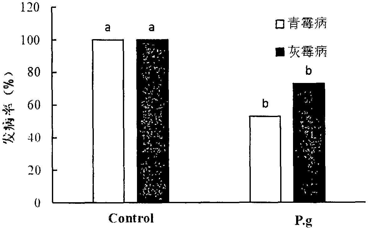 Antagonistic yeast Pichia galeiformis as well as preparation and application method thereof