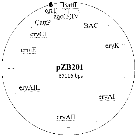 Cloning method of antibiotics biosynthetic gene cluster based on site-specific recombination