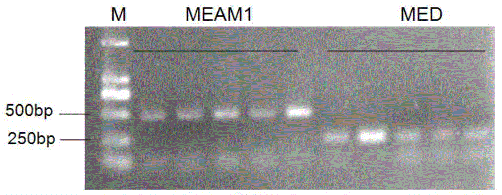 A kind of primer and identification method for identifying cryptid species of Bemisia tabaci and whitefly