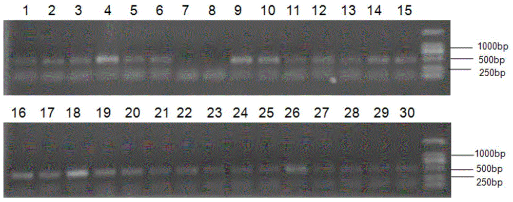 A kind of primer and identification method for identifying cryptid species of Bemisia tabaci and whitefly