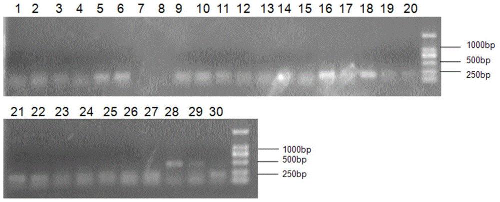 A kind of primer and identification method for identifying cryptid species of Bemisia tabaci and whitefly