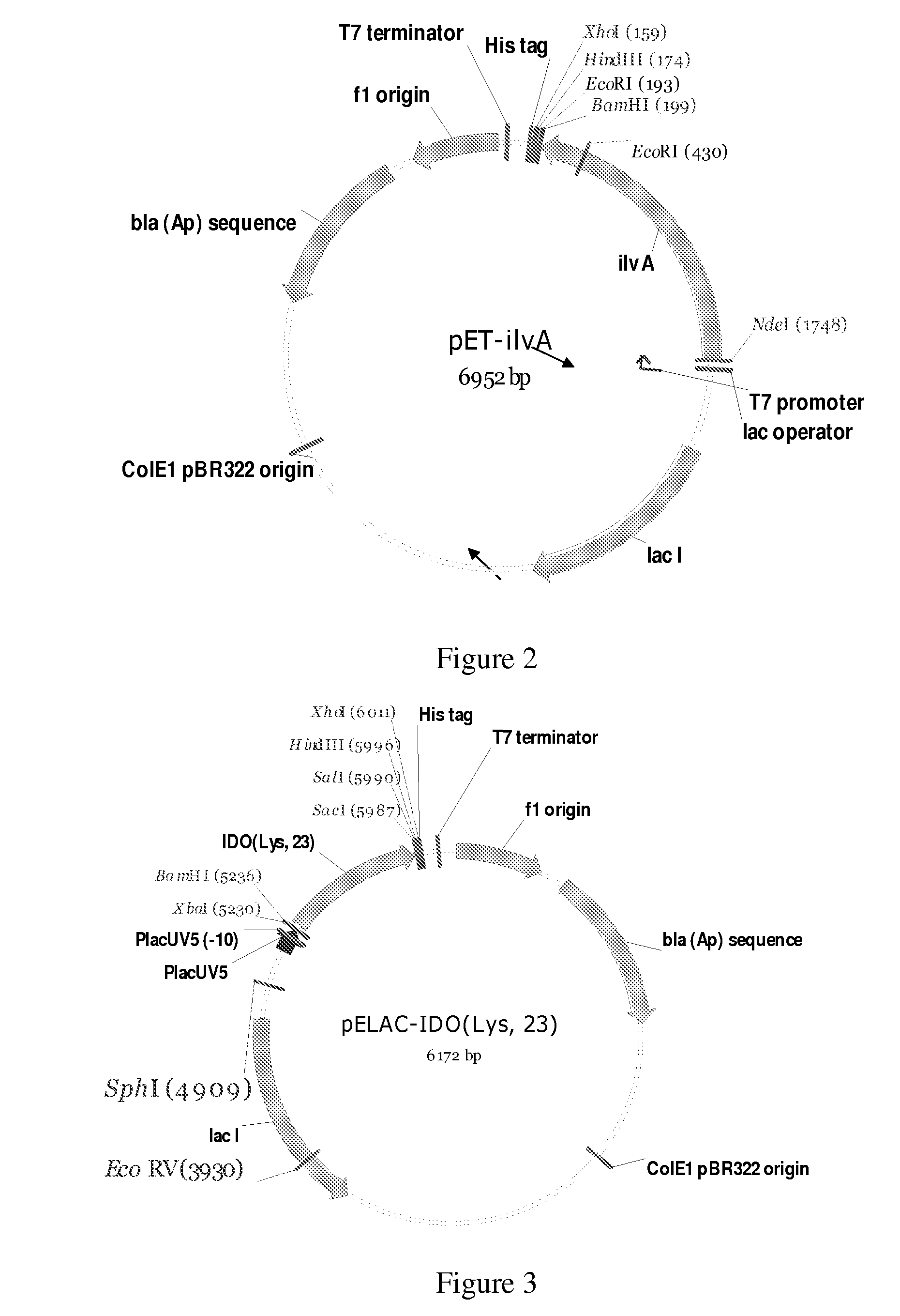 Bacterium producing a product of a reaction catalyzed by a protein having 2-oxoglutarate-dependent enzyme activity and a method for manufacturing the product