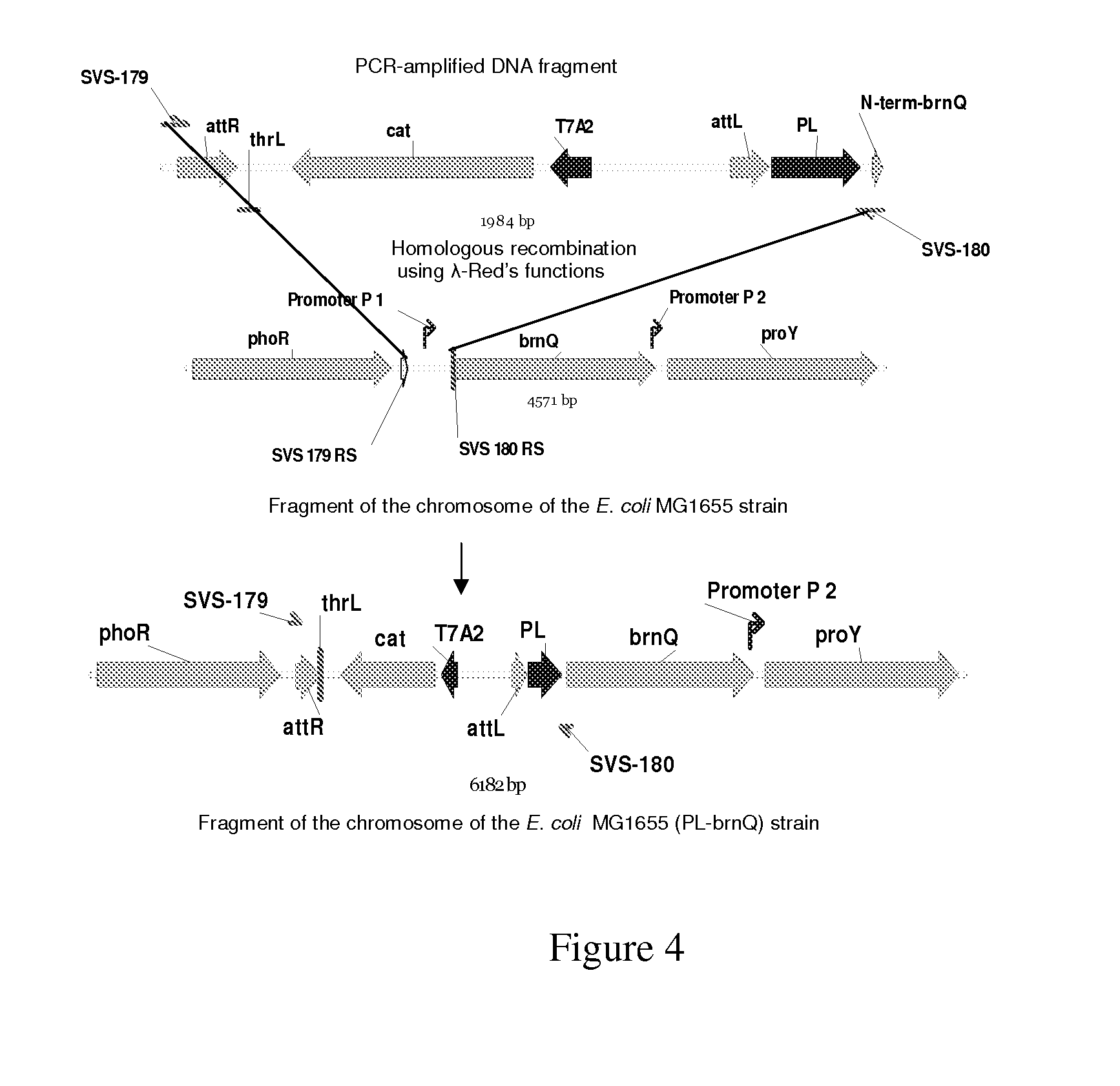 Bacterium producing a product of a reaction catalyzed by a protein having 2-oxoglutarate-dependent enzyme activity and a method for manufacturing the product