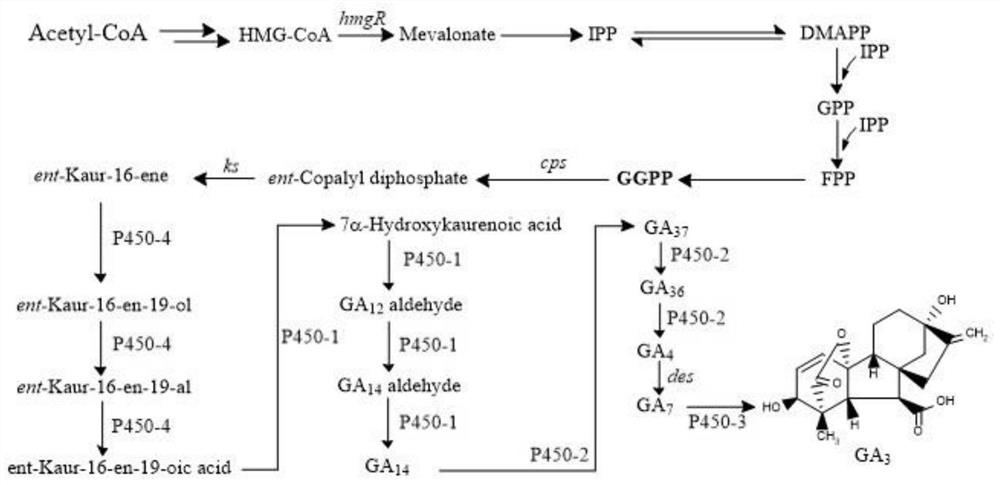 Gibberella fujikuroi genetically engineered bacterium with high-yield gibberellin GA3, construction method and application