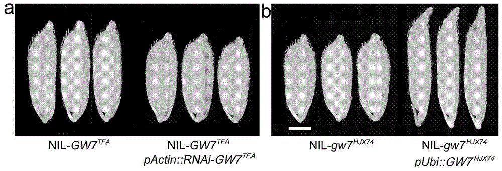 Gene GW7 for controlling grain shape, exterior quality and yield of rice and applications of gene GW7