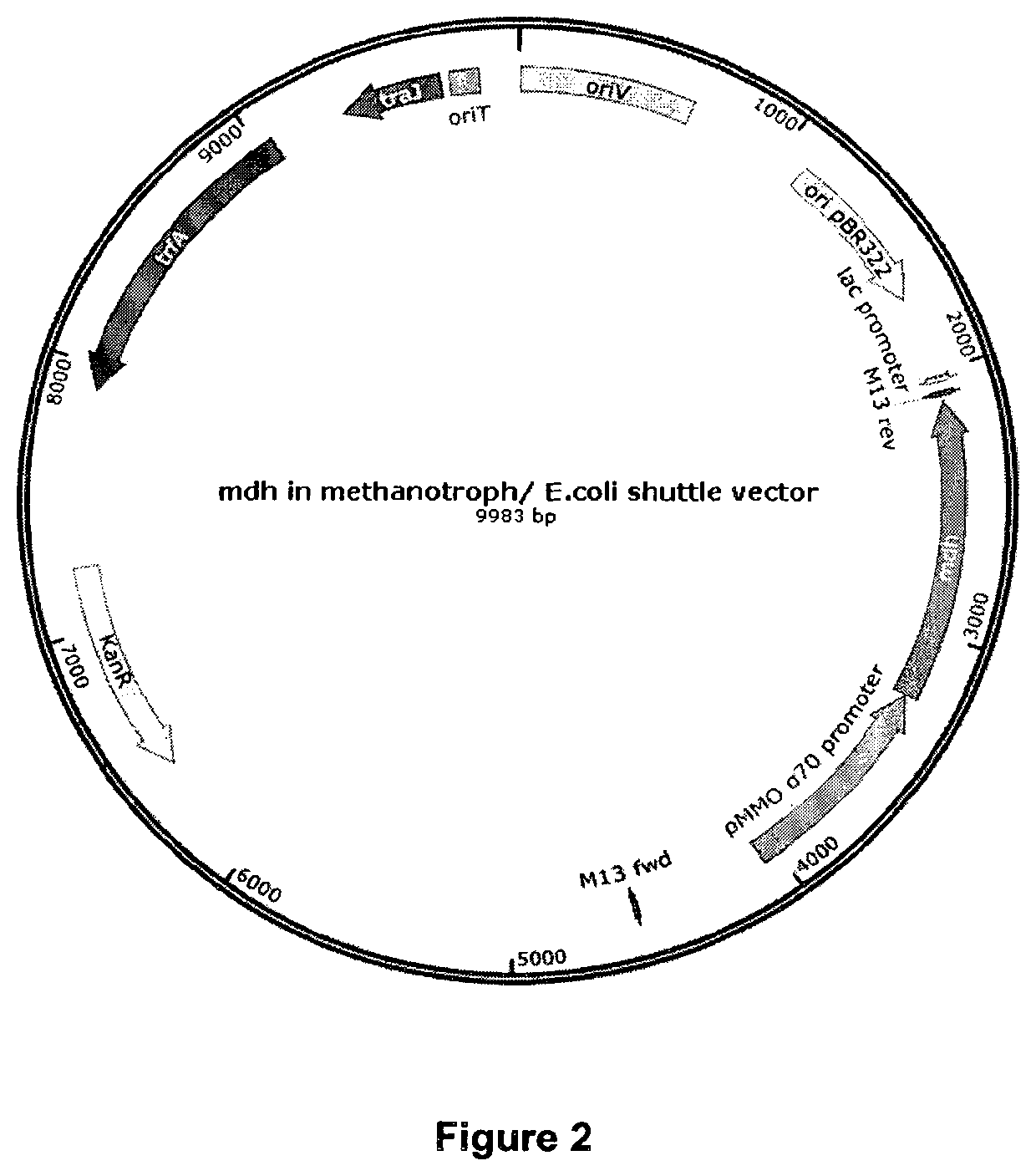 Recombinant methanotrophic bacterium and a method of production of succinic acid from methane or biogas thereof