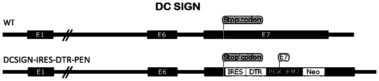 Targeting vector, construction method for transgenic mouse capable of regulating and removing monocyte-derived DC via diphtheria toxin, and application of targeting vector