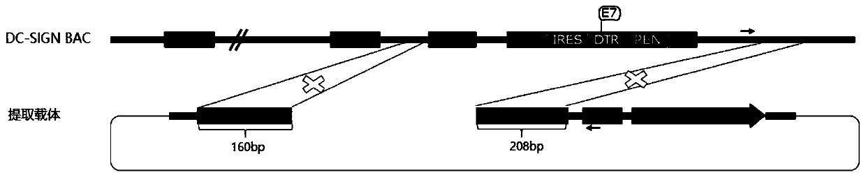 Targeting vector, construction method for transgenic mouse capable of regulating and removing monocyte-derived DC via diphtheria toxin, and application of targeting vector