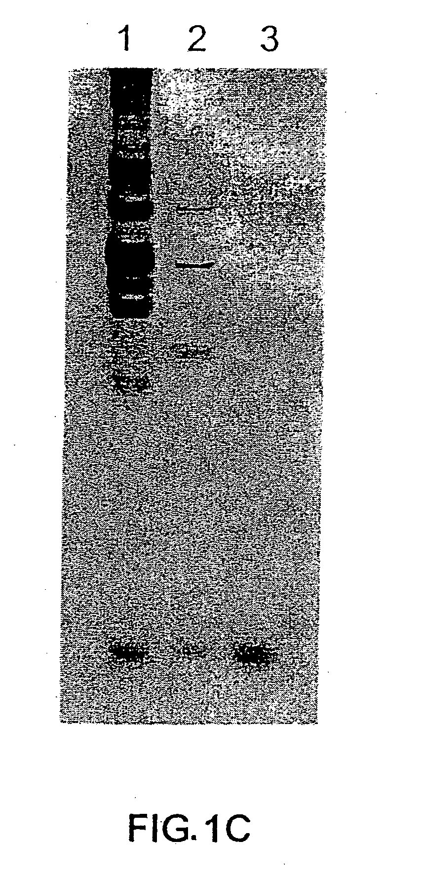 Antimicrobial theta defensins and methods of using same