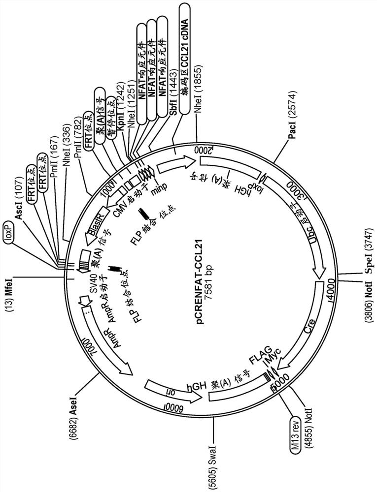 Chemokine responsive activated natural killer cells with secondary homing activation for verified targets