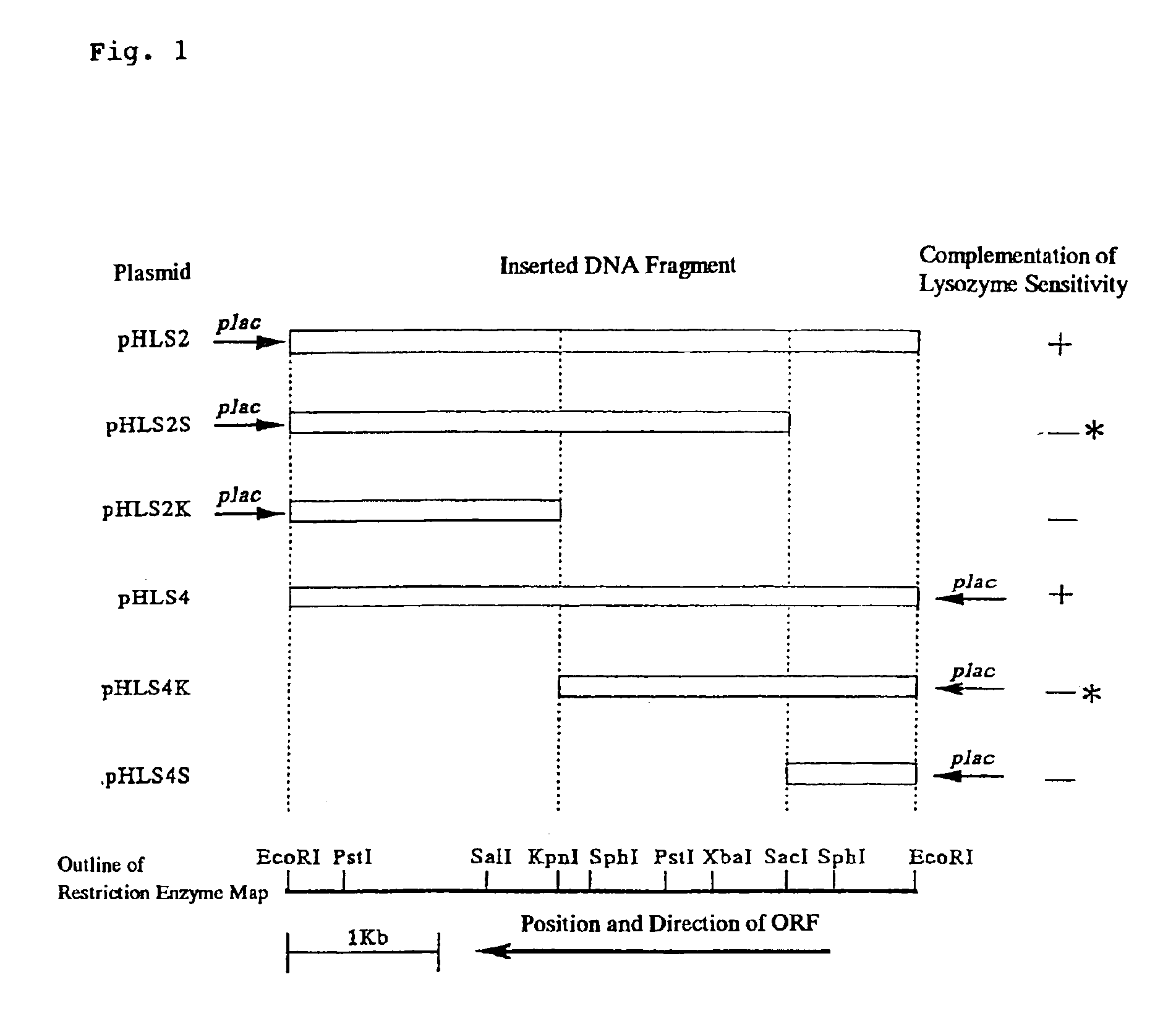 Gene conferring lysozyme insensitivity to corynebacterium