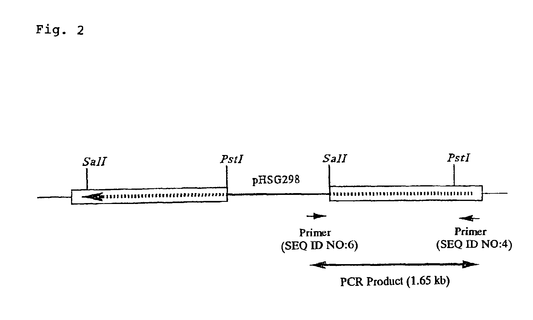 Gene conferring lysozyme insensitivity to corynebacterium