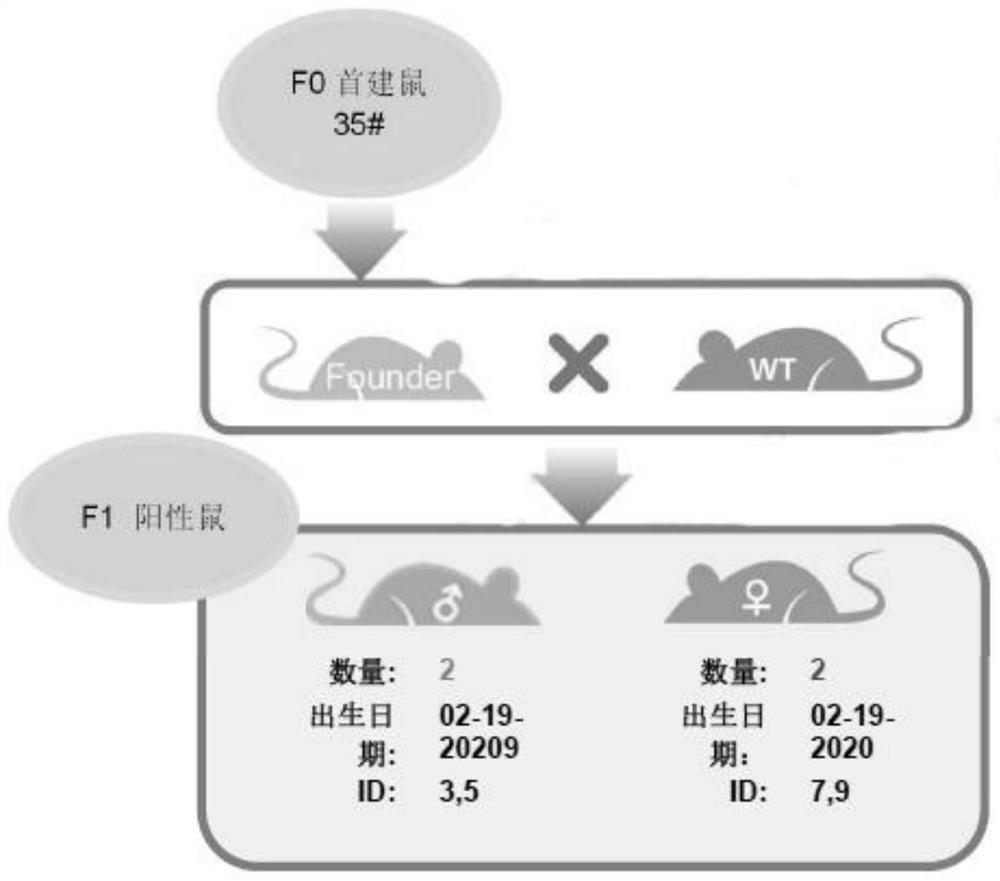 CRISPR Cas9 conditional gene knockout mouse and establishment method