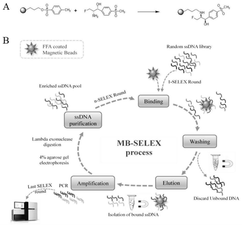 Nucleic acid aptamer capable of specifically recognizing florfenicol and florfenicol amine and application of nucleic acid aptamer