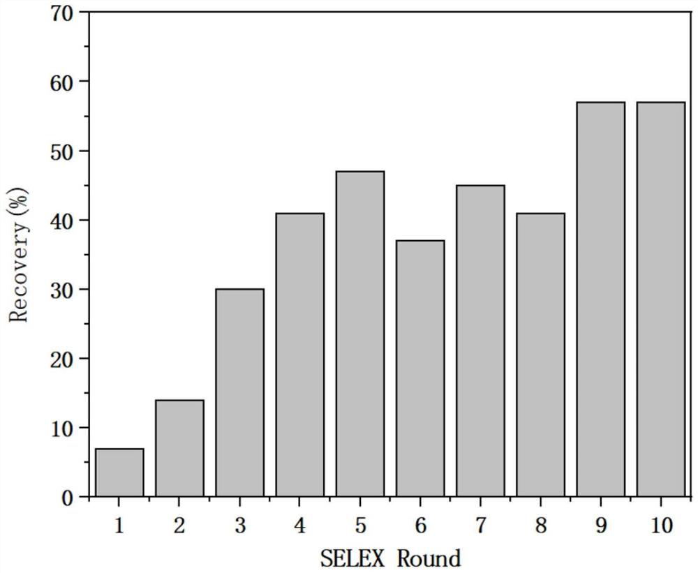 Nucleic acid aptamer capable of specifically recognizing florfenicol and florfenicol amine and application of nucleic acid aptamer