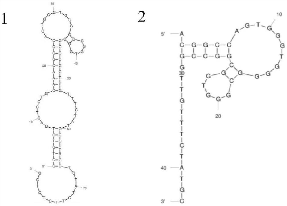 Nucleic acid aptamer capable of specifically recognizing florfenicol and florfenicol amine and application of nucleic acid aptamer