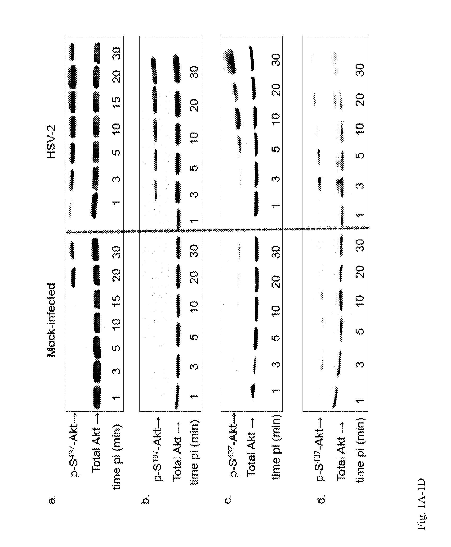 Method to treat or prevent herpesvirus infections