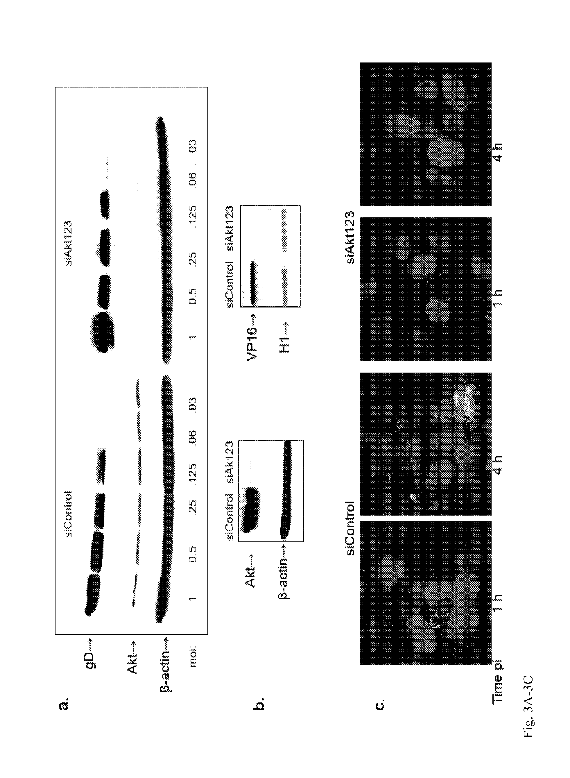 Method to treat or prevent herpesvirus infections