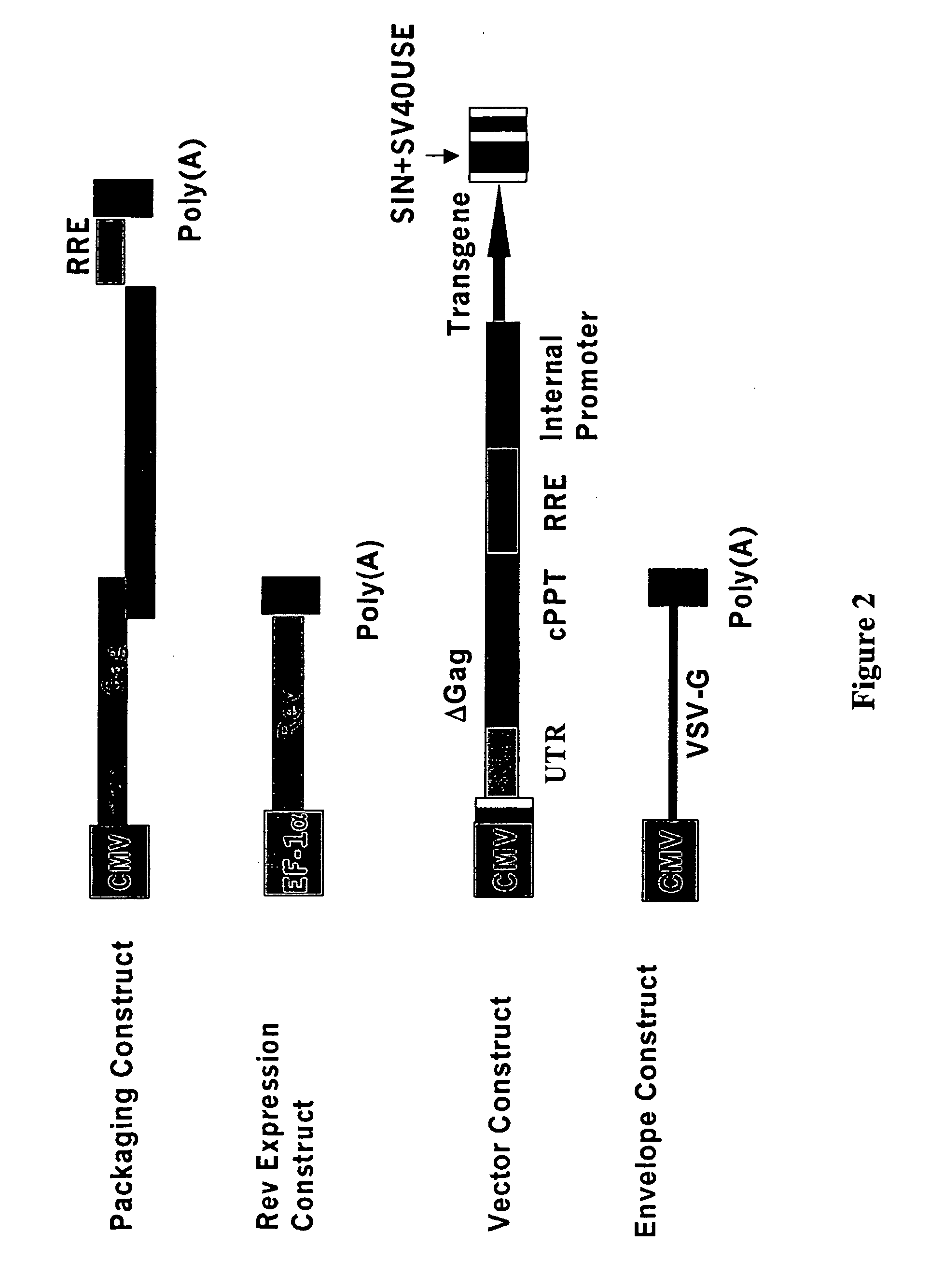 Recombinant bovine immunodeficiency virus based gene transfer system