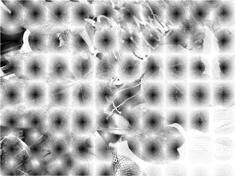 Method for directly transforming cotton seed embryos by utilizing agrobacterium tumefaciens