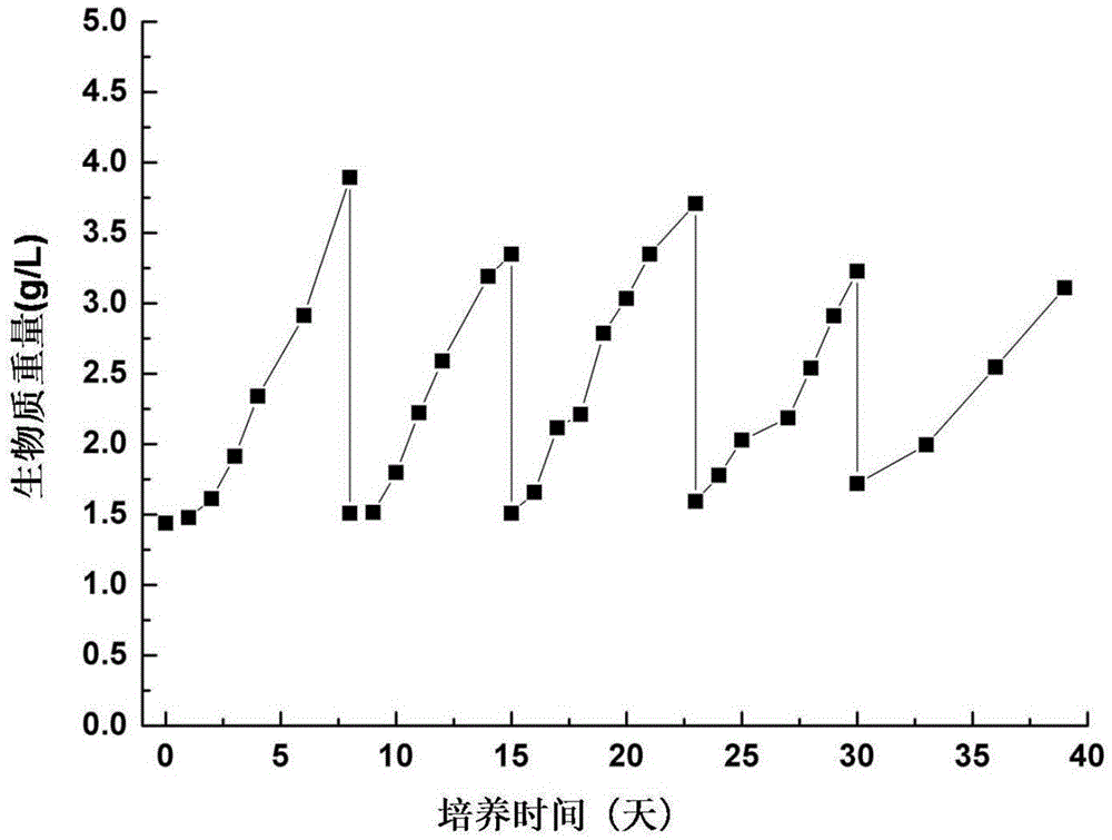 Regulating method of cell cycle synchronization of haematococcus pluvialis and application thereof