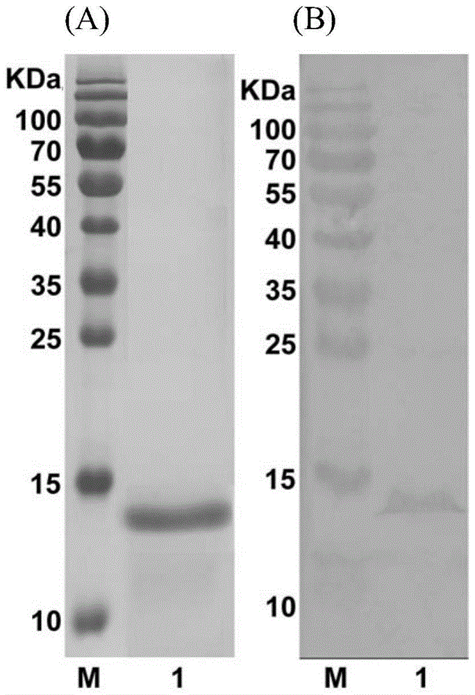 Preparation of monoclonal antibody 7H8 capable of resisting epitope at N terminal of human procalcitonin protein