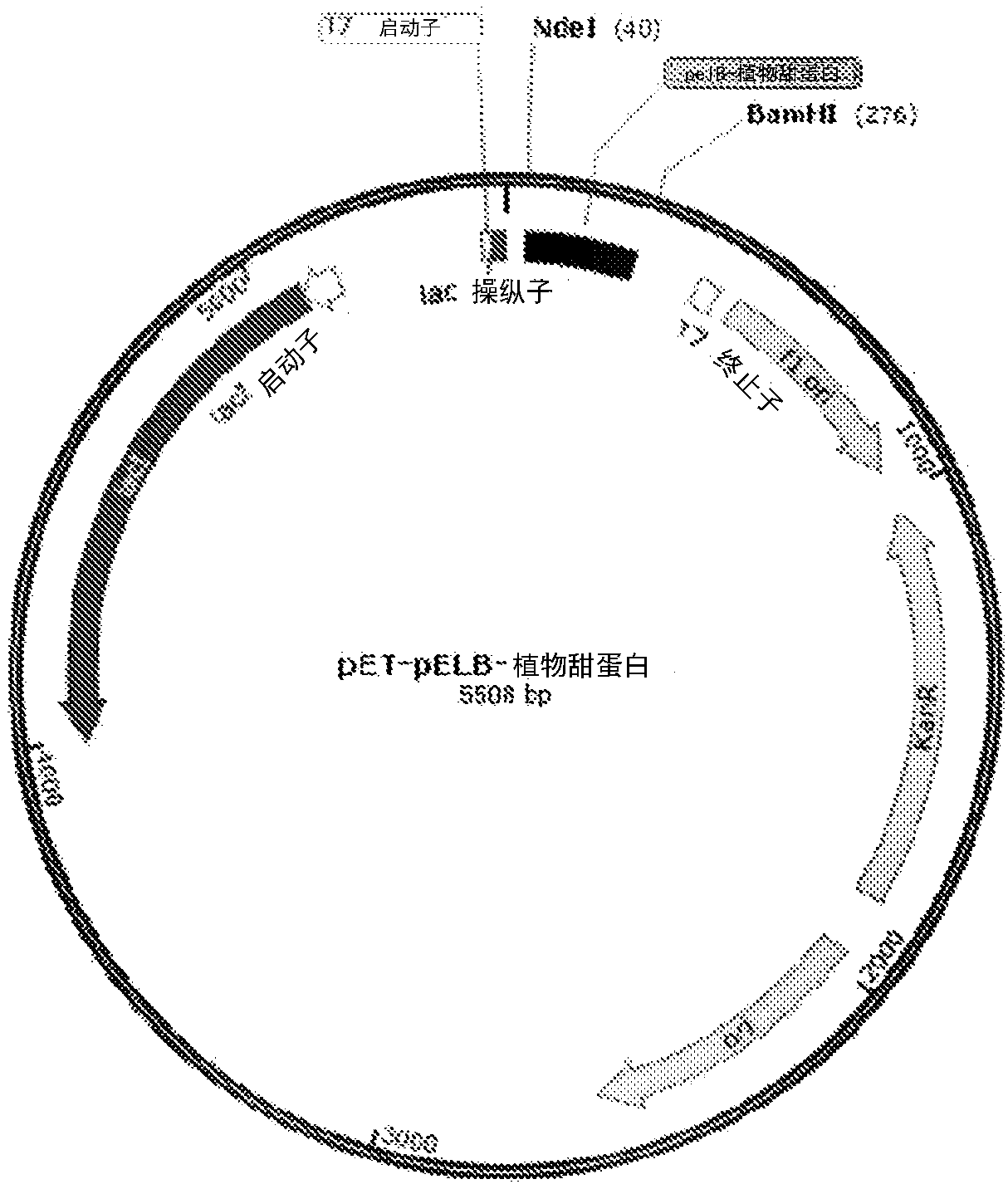 Process for extracellular secretion of brazzein