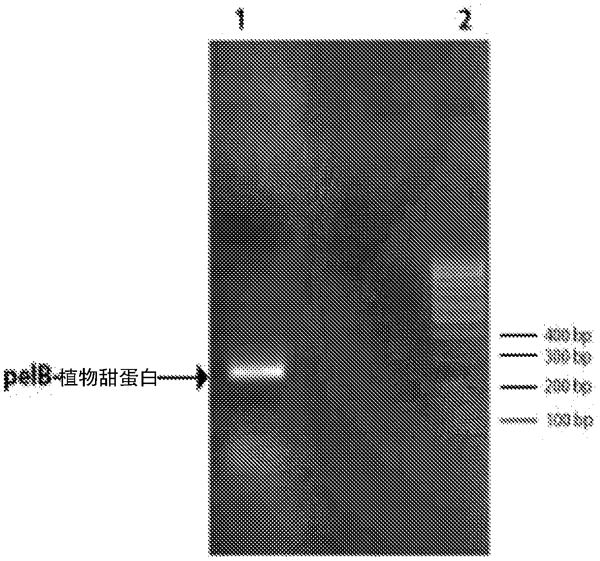 Process for extracellular secretion of brazzein