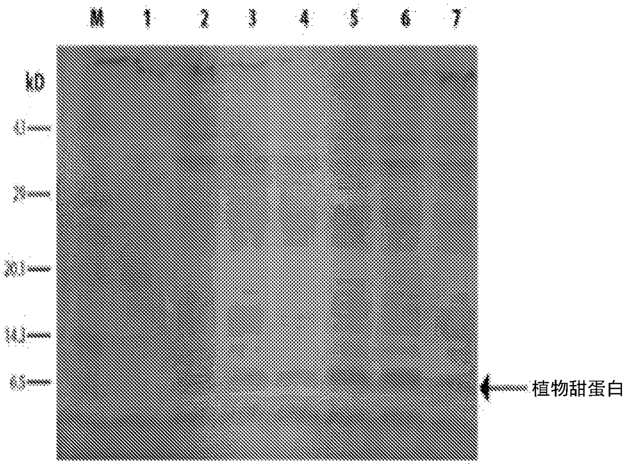 Process for extracellular secretion of brazzein