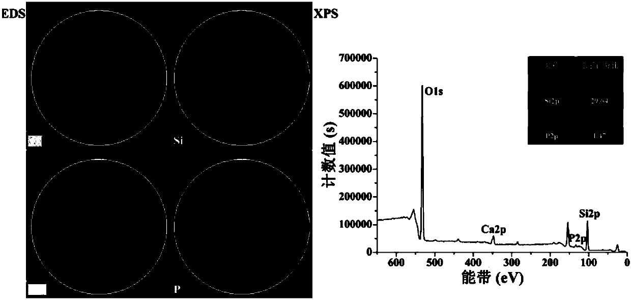 Mesoporous silica nano-drug carrier and preparation method thereof