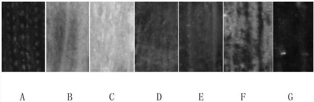 Preparation method for wheat leaf stomata guard cell observation samples