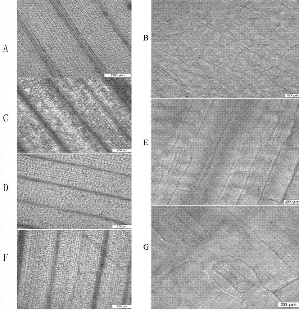 Preparation method for wheat leaf stomata guard cell observation samples