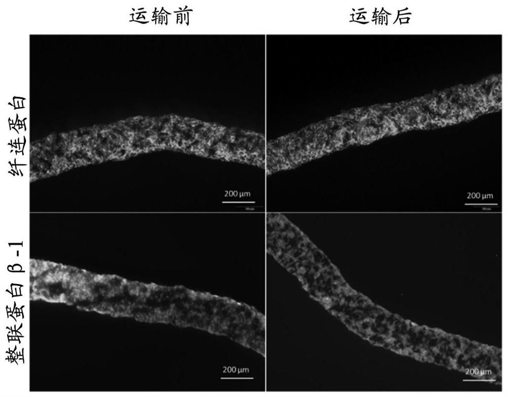 Cell sheet protection liquid