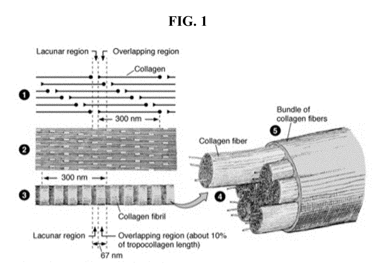 Method for biofabricating composite material