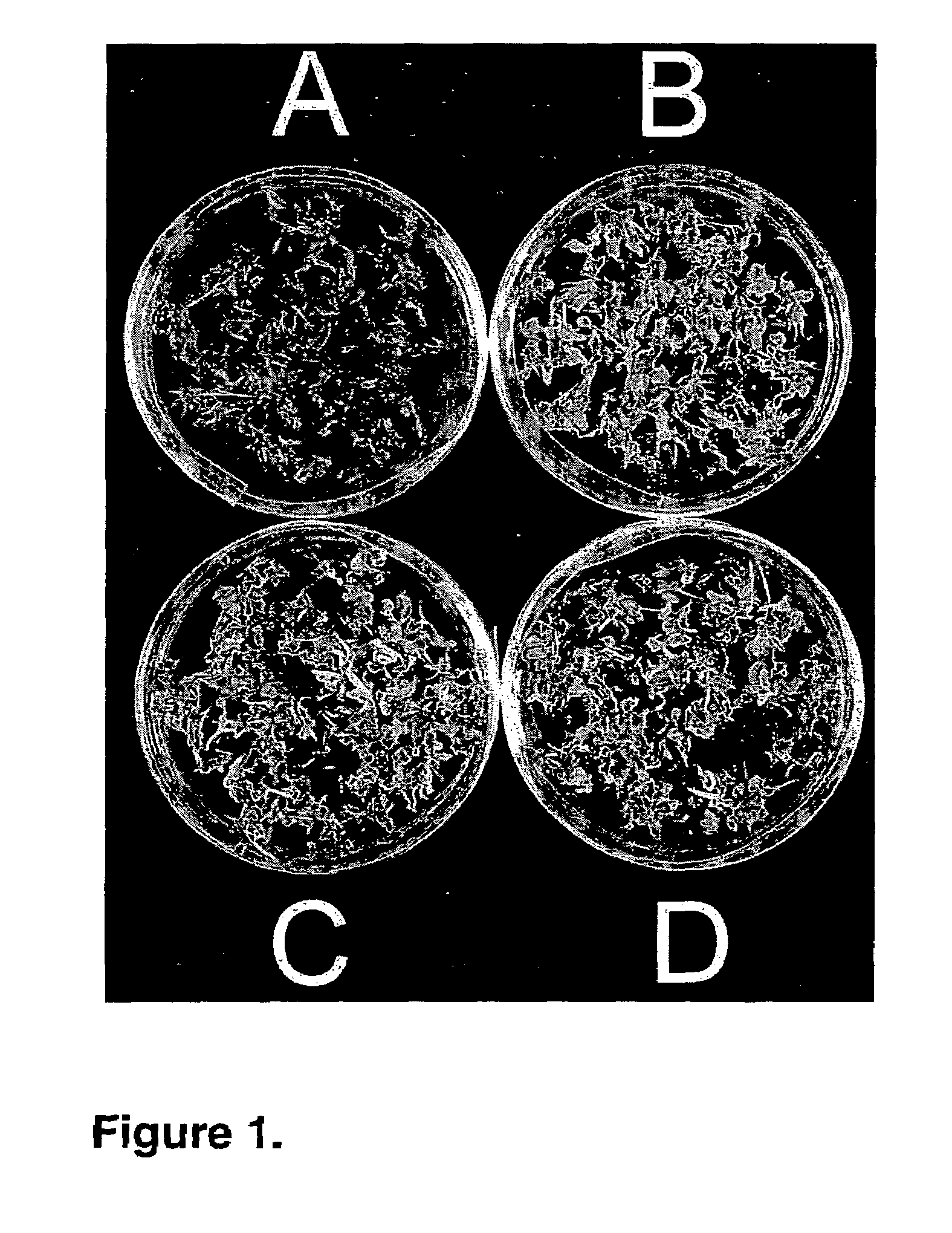 Sustained totipotent culture of selected monocot genera