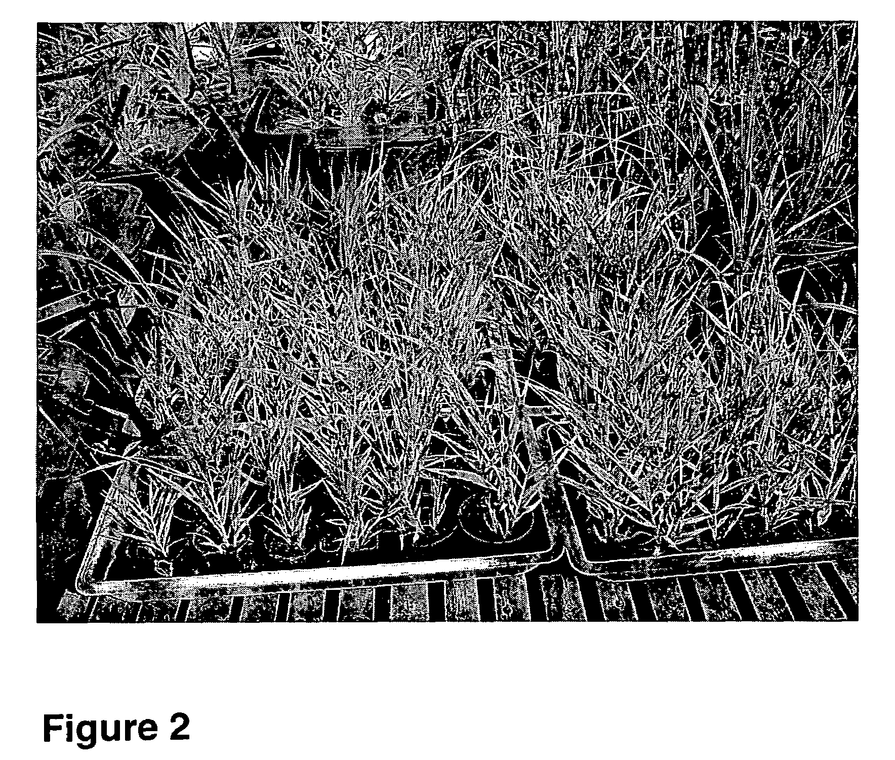 Sustained totipotent culture of selected monocot genera