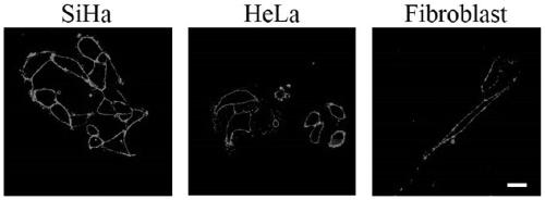 Fluorescent probe for displaying two states of cell membrane potential by using fluorescence image and application thereof