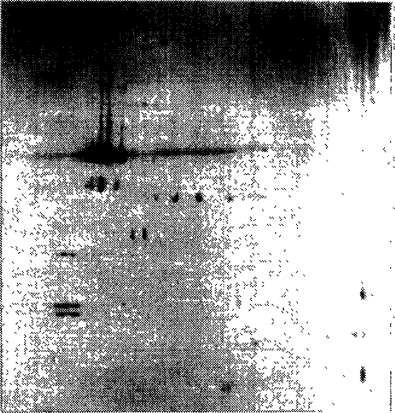 Method for extracting protein from paraffin-embedded tissue