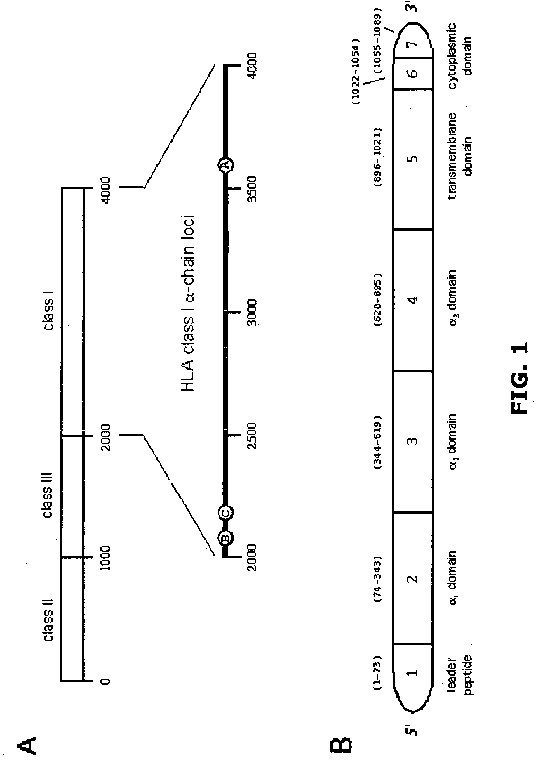 Method and apparatus for the production of soluble MHC antigens and uses thereof